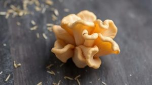 Худеем со вкусом: правда о вешенках в вашем рационе